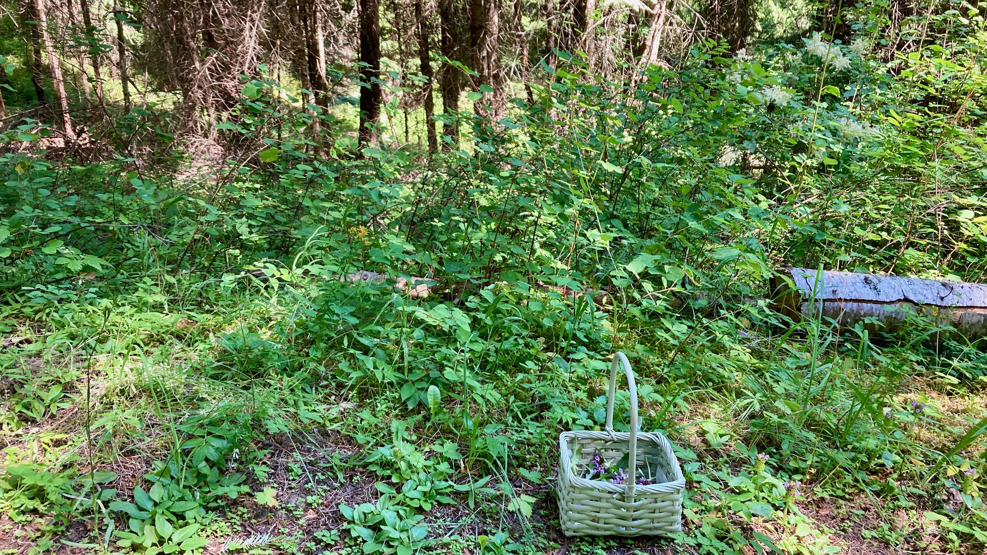 A gathering basket set down in the green forest understory, small purple blooms inside