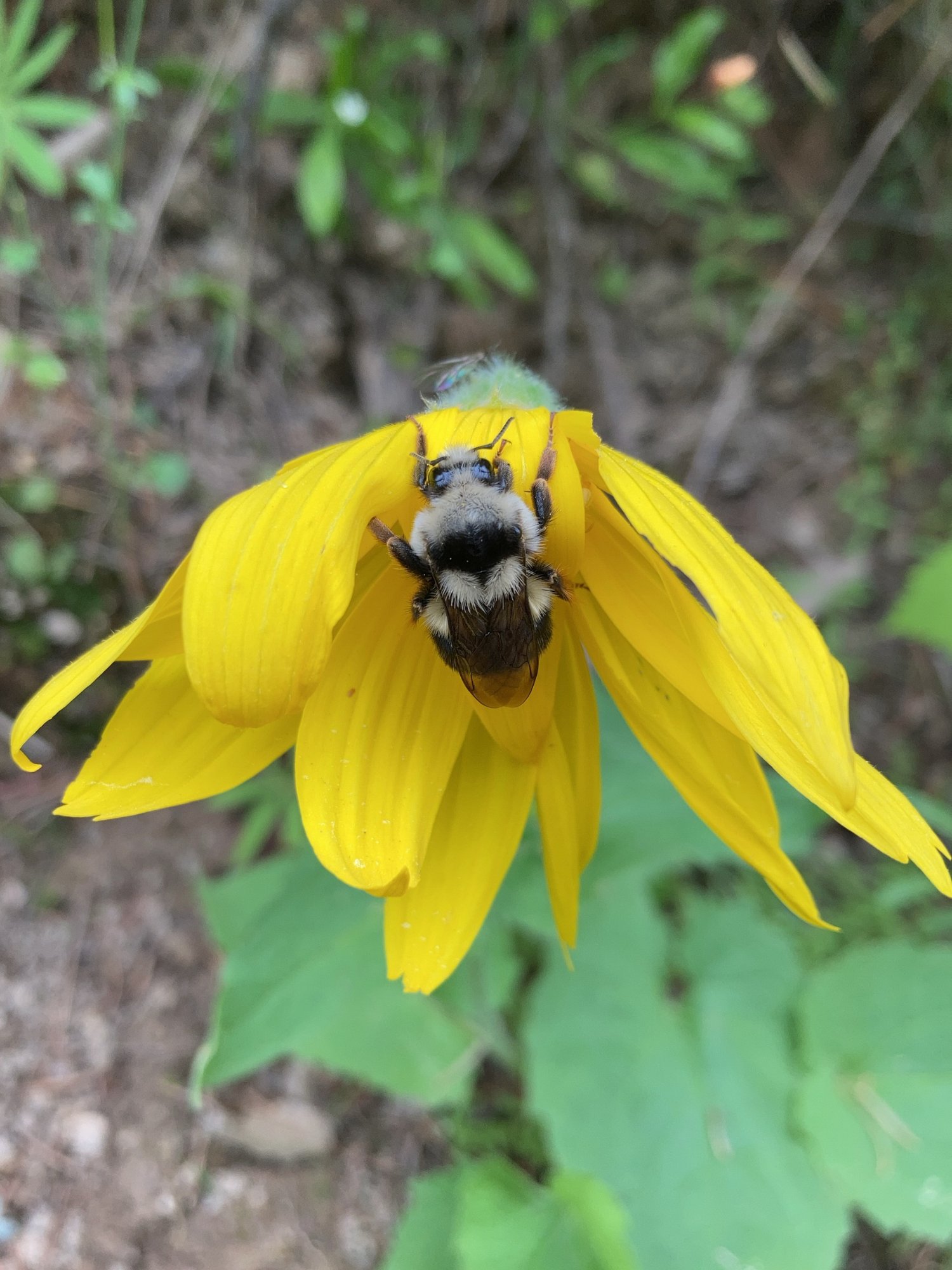 A bumblebee at work in the arnica