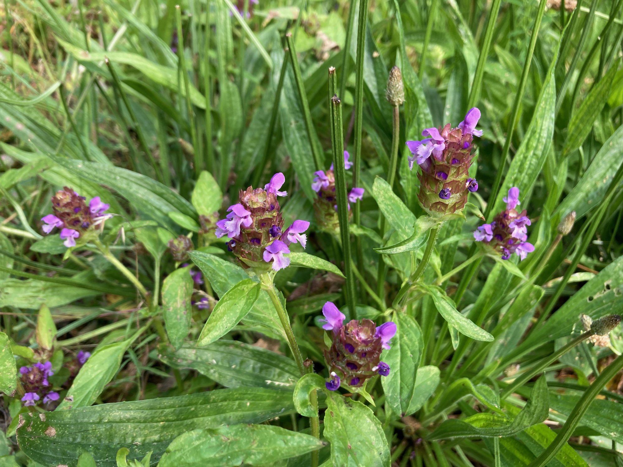 A close cluster of self-heal spikes in full bloom among grass and ribwort leaves.