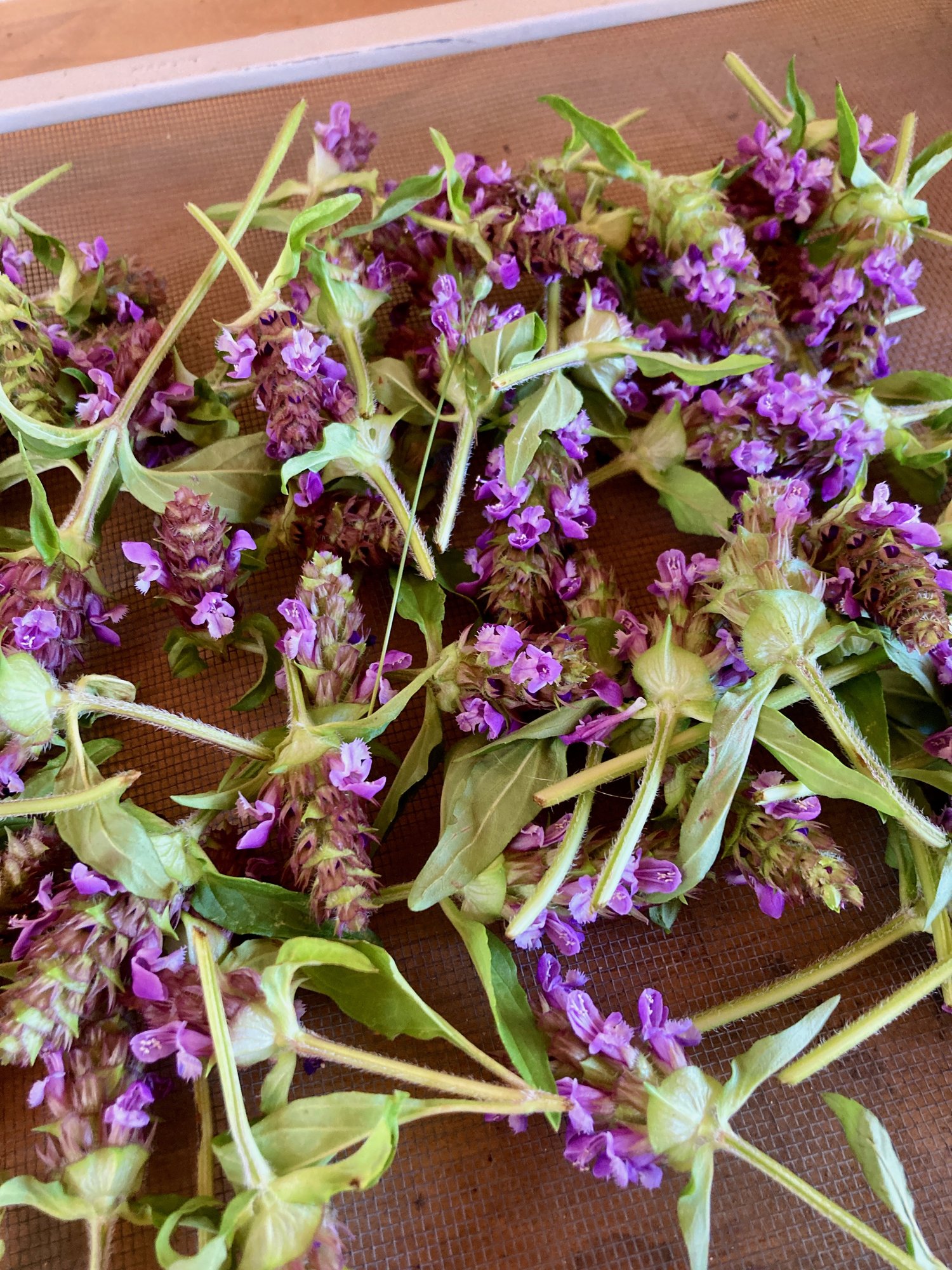 Cut self-heal flowering tops and leaves spread on a mesh drying screen.