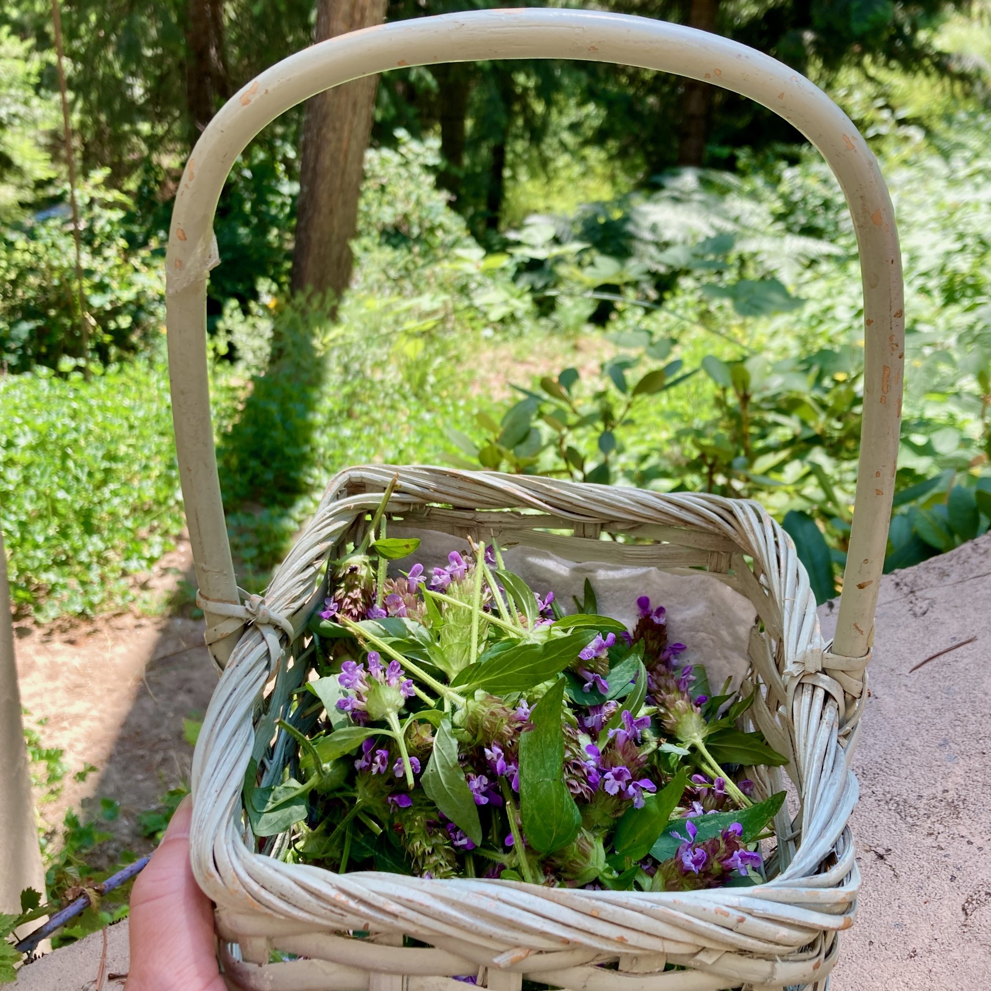 A woven basket of freshly gathered self-heal tops and leaves, forest behind.