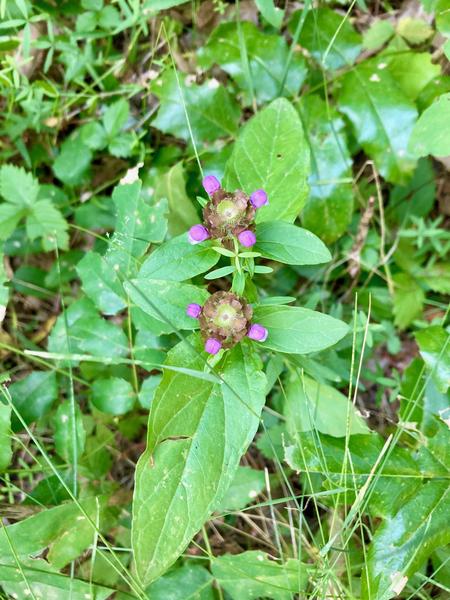 Two self-heal flower-heads seen end-on, their bracts arranged in a whorled rosette with purple flowers at the rim.