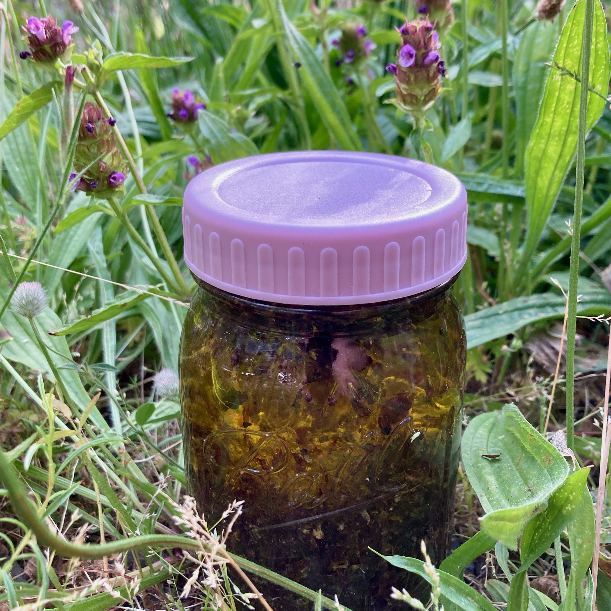A glass jar of self-heal tops steeping in green-gold oil, set outside among the living plants.