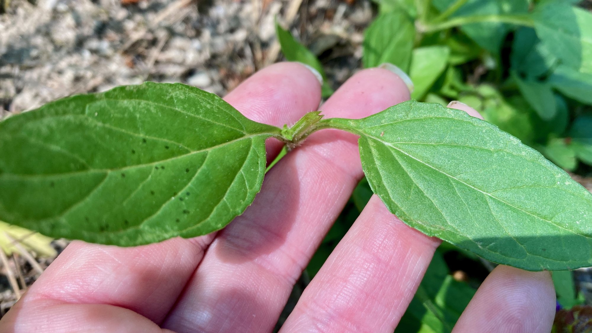 A pair of self-heal leaves held open at the stem node, showing the opposite arrangement on a square stem.