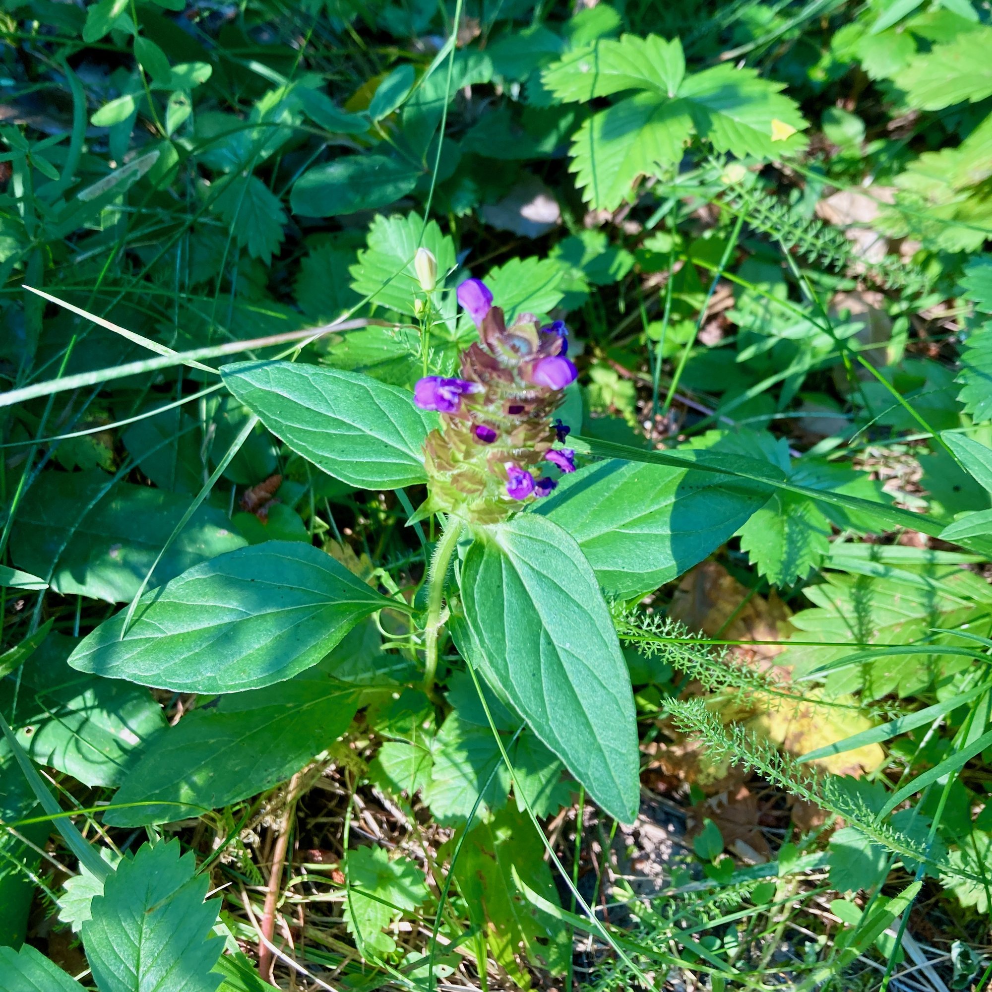 A single self-heal plant entire, low and contained among wild strawberry and grass, one flowering spike at its top.
