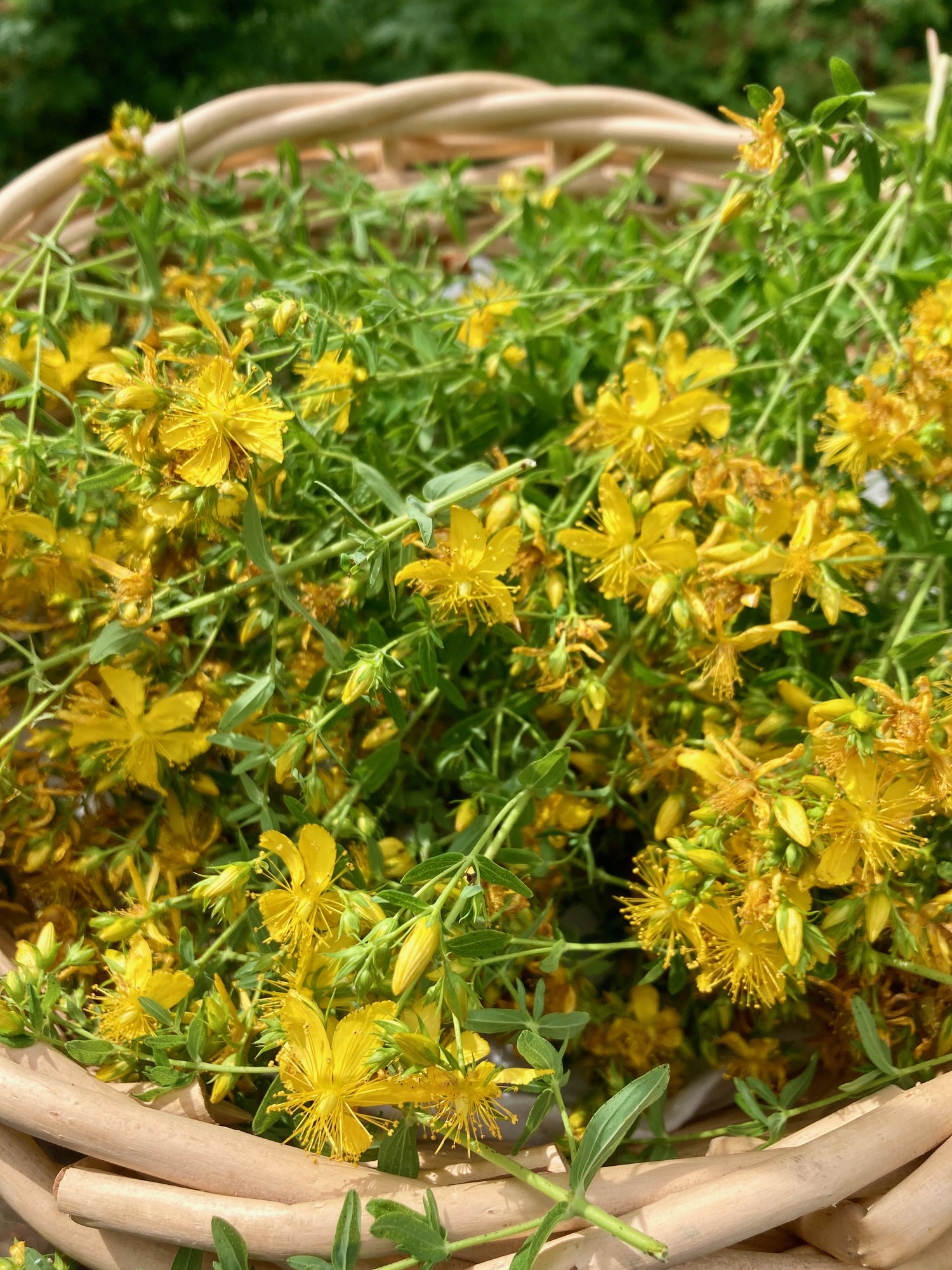 A round willow basket filled with freshly gathered St. John's Wort flowering tops