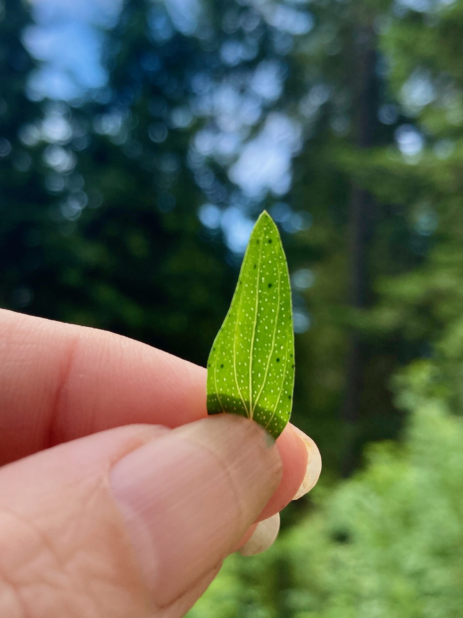 A St. John's Wort leaf held up to the sun, stippled through with translucent oil glands