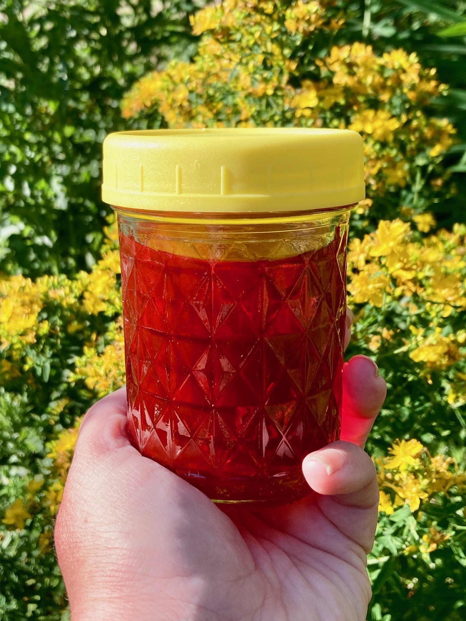 A jar of deep red St. John's Wort oil held against the living yellow stand