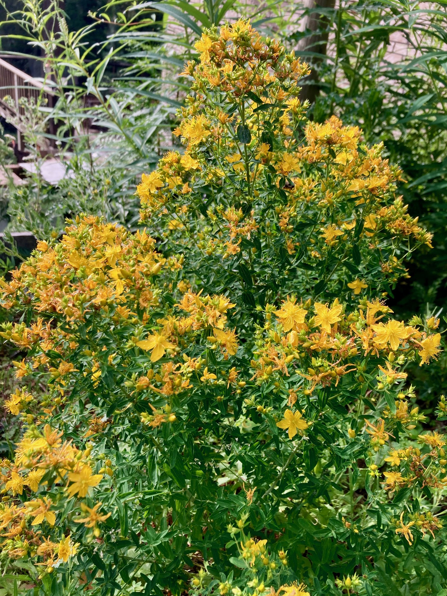 A single St. John's Wort plant in full flower