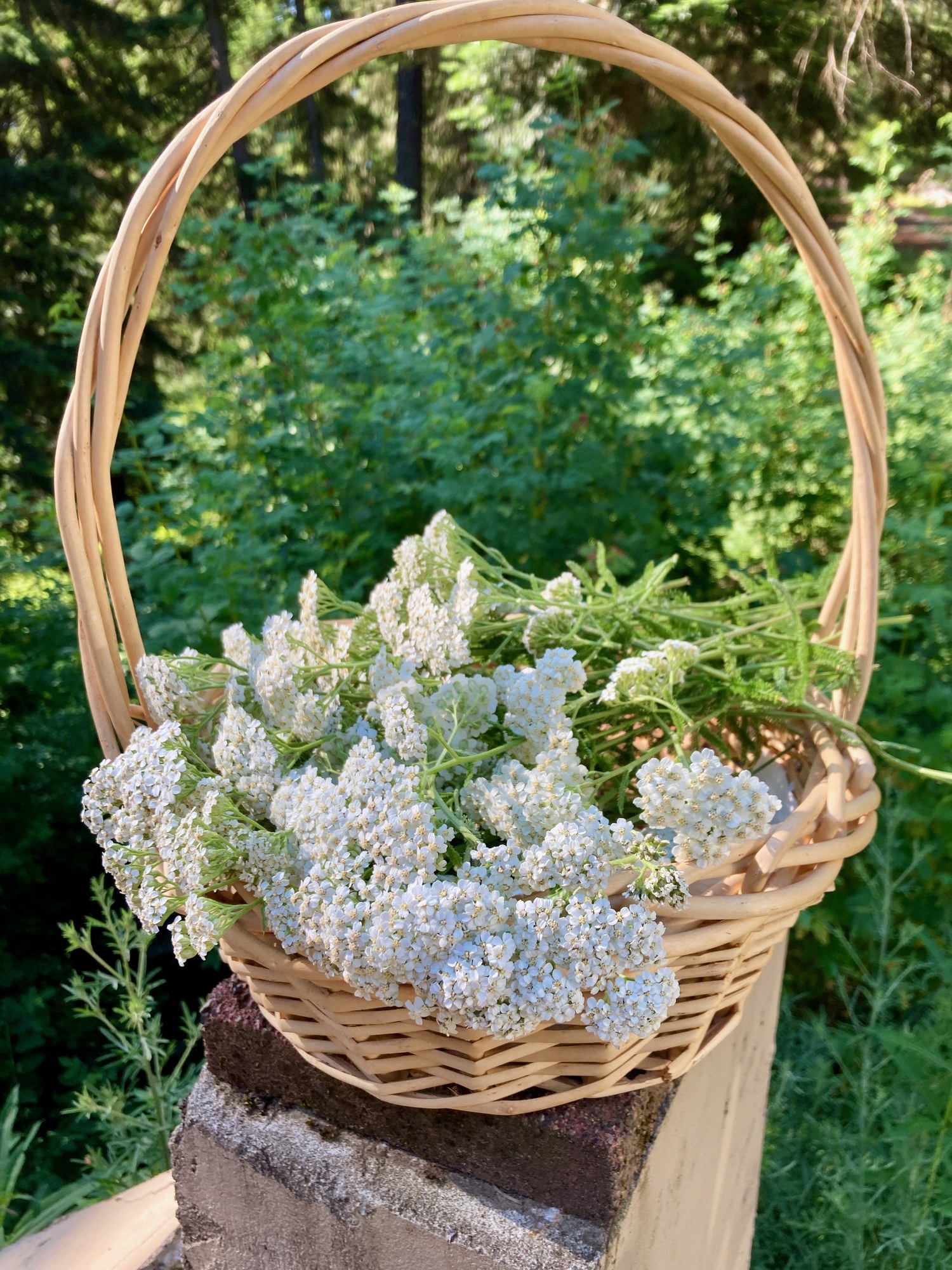 A wicker basket of freshly gathered yarrow, white crowns and green stems