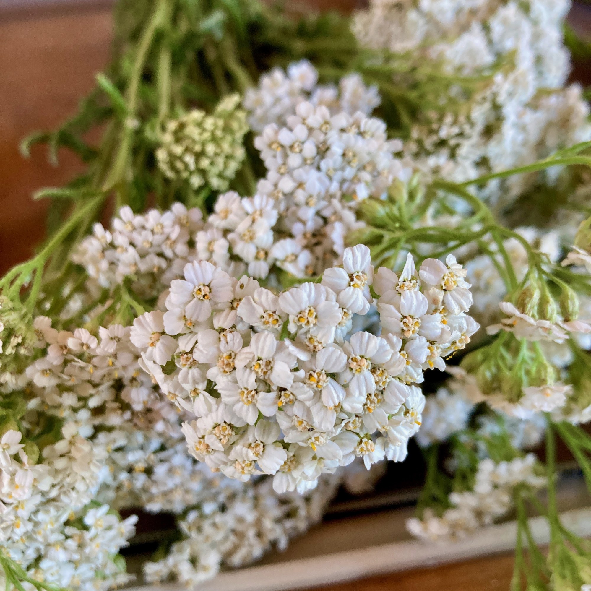 Close view of a yarrow flower-crown: many tiny five-petalled white flowers with small cream centers
