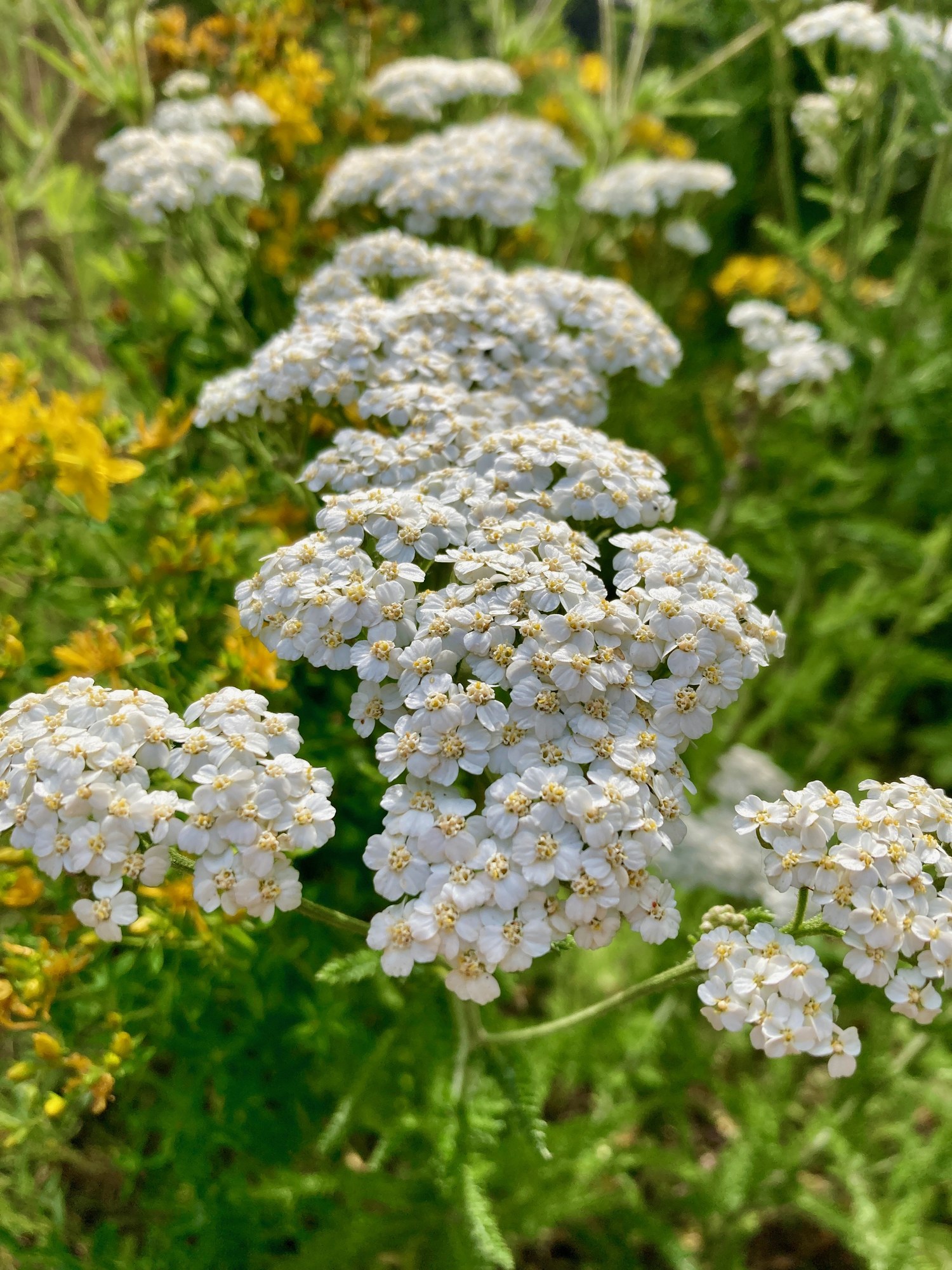 White flat-topped yarrow flower-crowns growing among summer grasses, with St. John's Wort gold behind