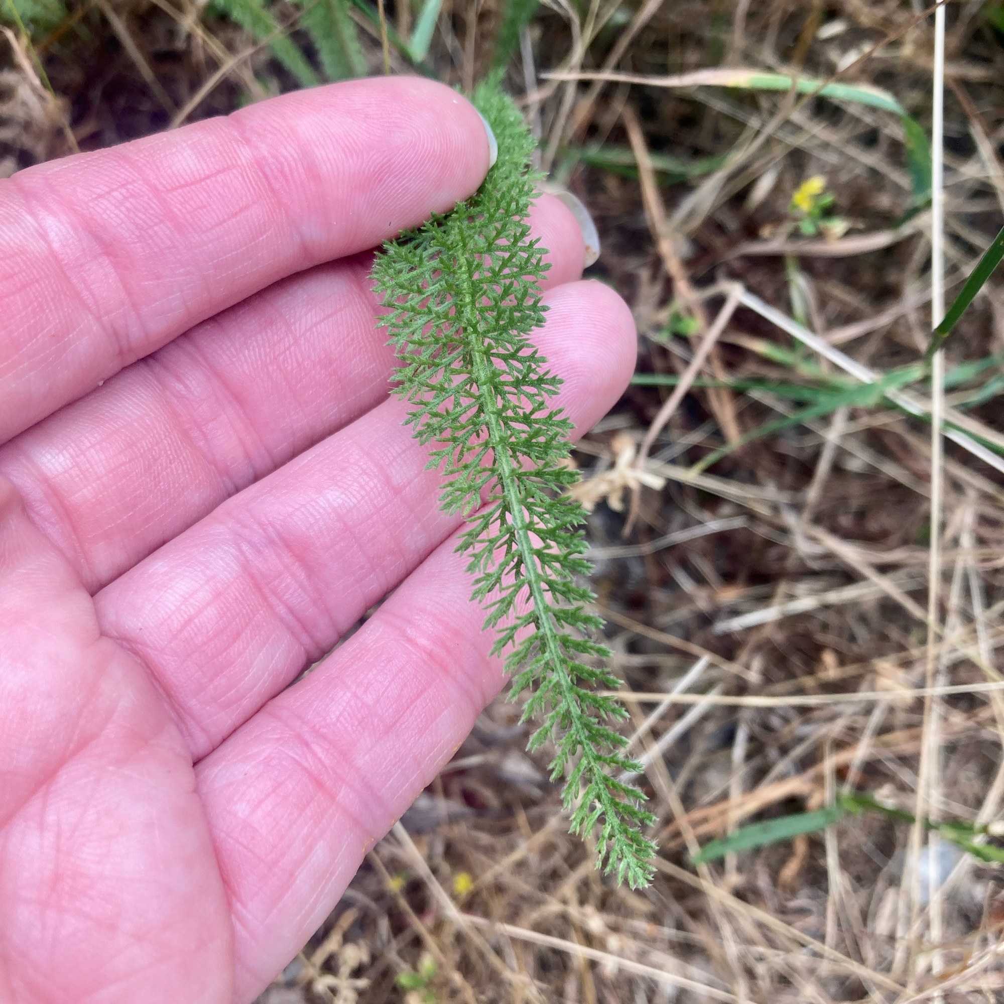A single yarrow leaf held across the fingers, finely divided into hundreds of feathery segments