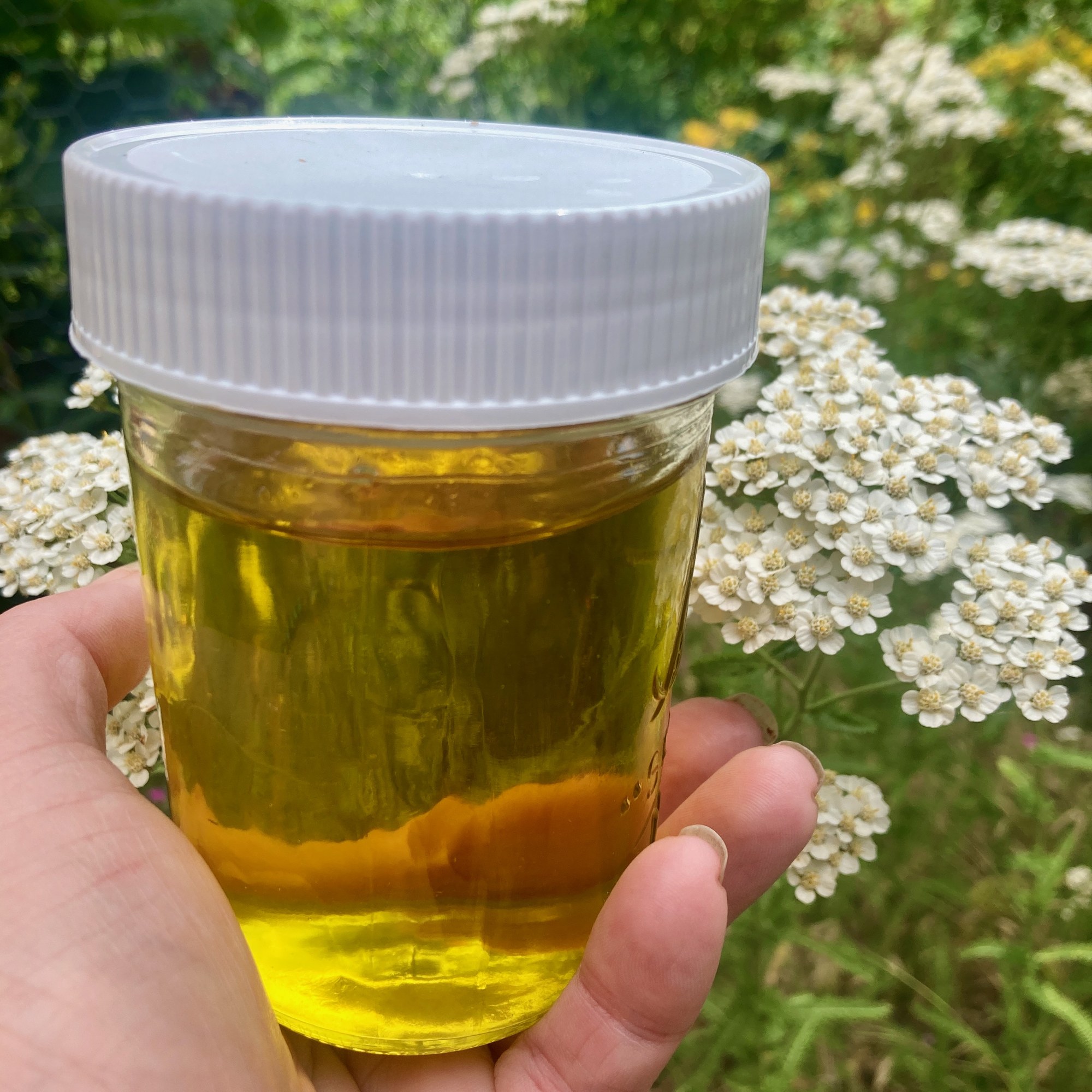 A jar of green-gold yarrow-infused oil held before the blooming plants