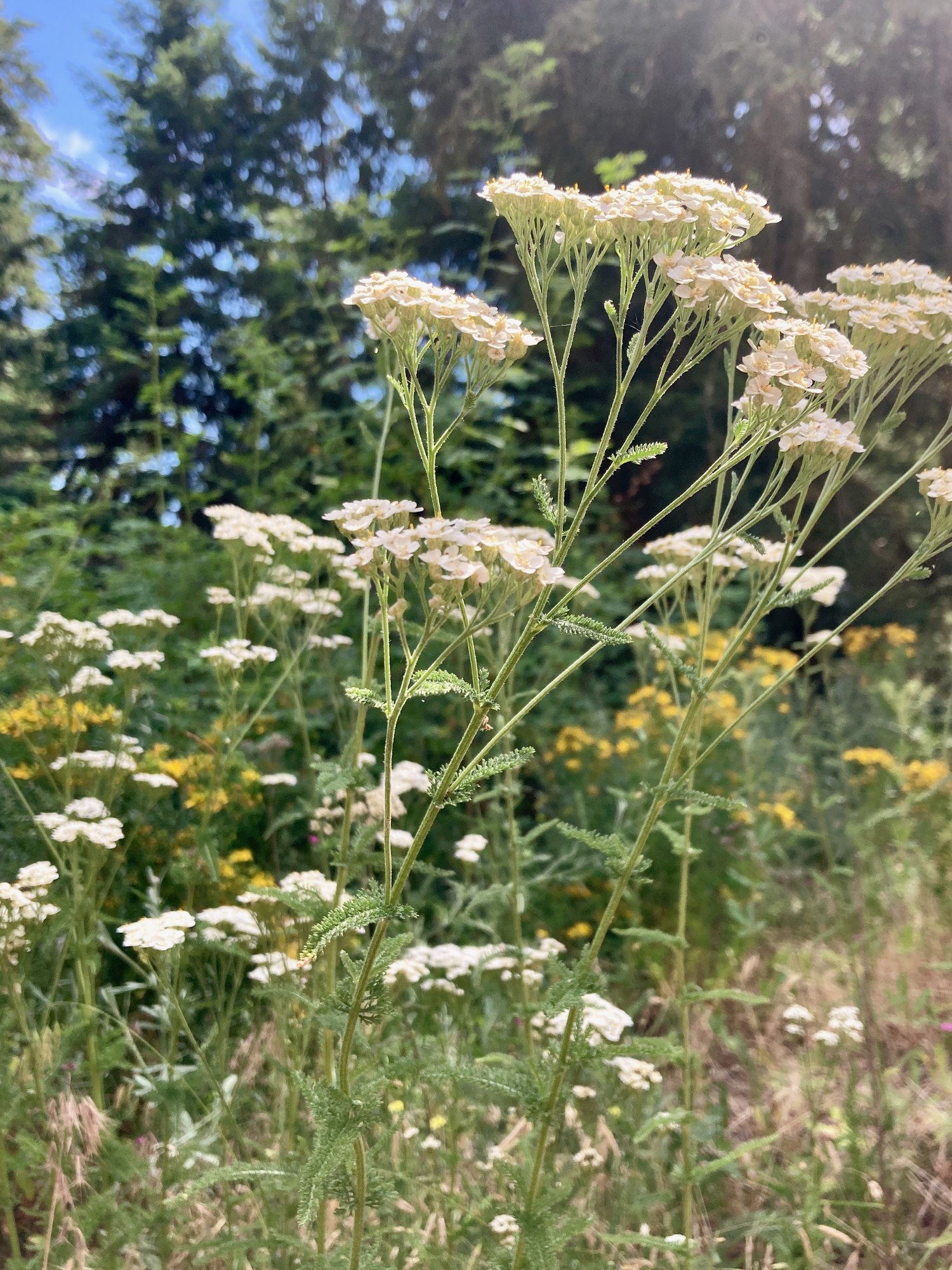 Yarrow in flower on tall wiry stems, flat white flower-crowns held above feathery leaves in a sunlit meadow