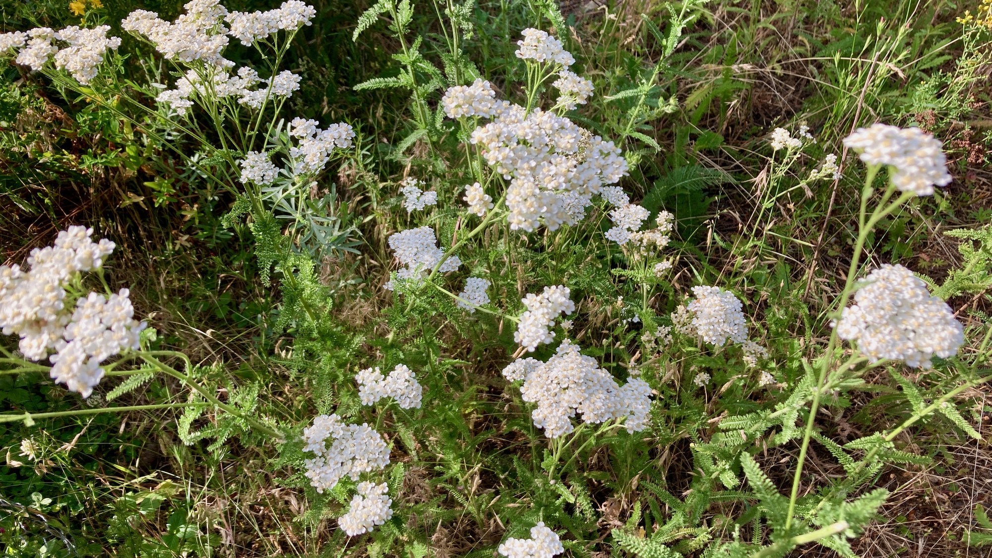 A stand of white-flowering yarrow spreading through meadow grasses