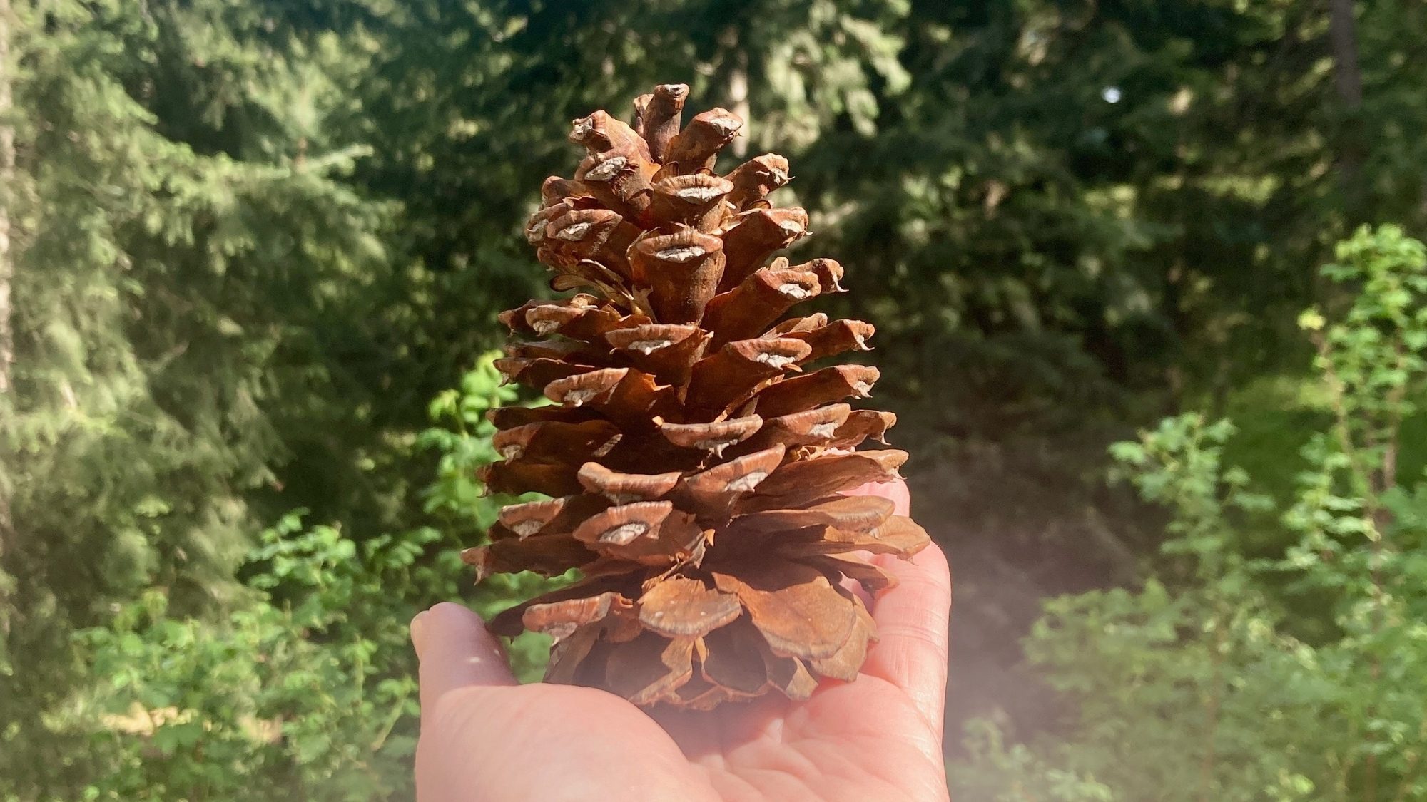 A hand offering a ponderosa cone against the forest