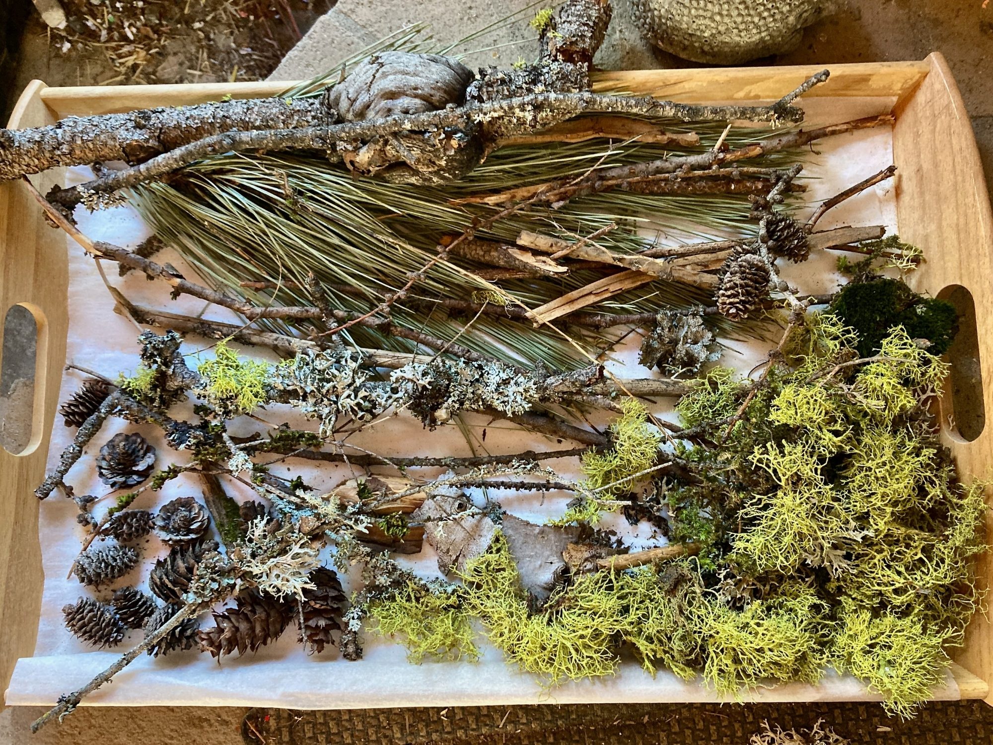 A tray of ground-fall: cones, twigs, moss, and wind-fallen lichen