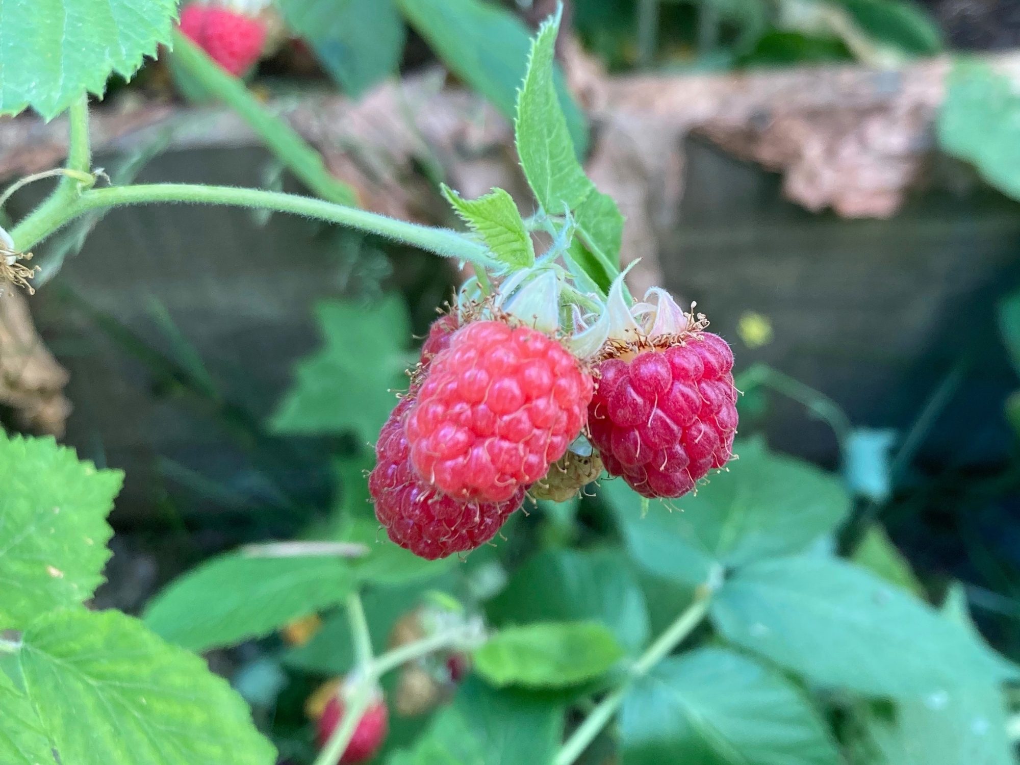 Raspberries ripening in high summer