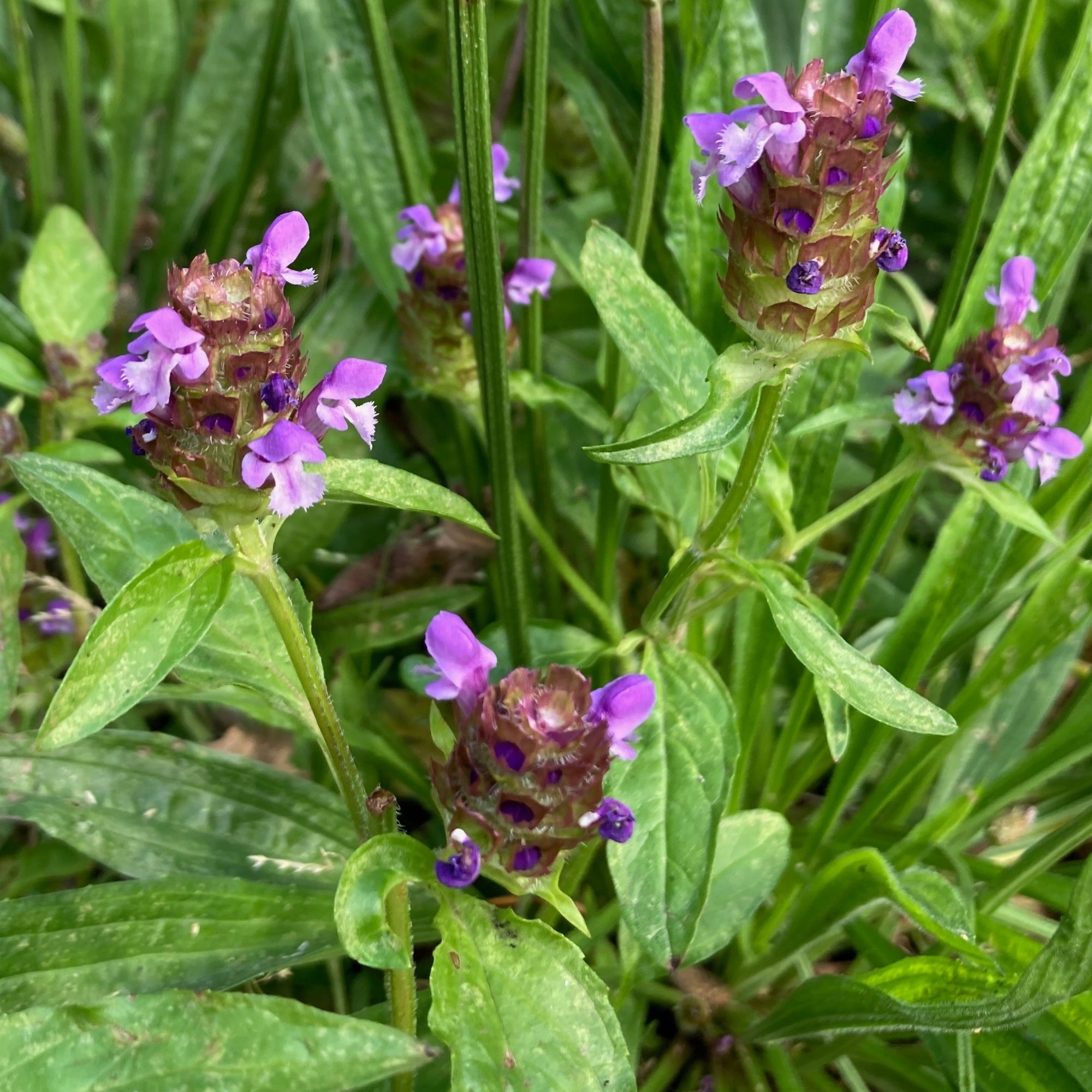 Self-heal in bloom on the grounds