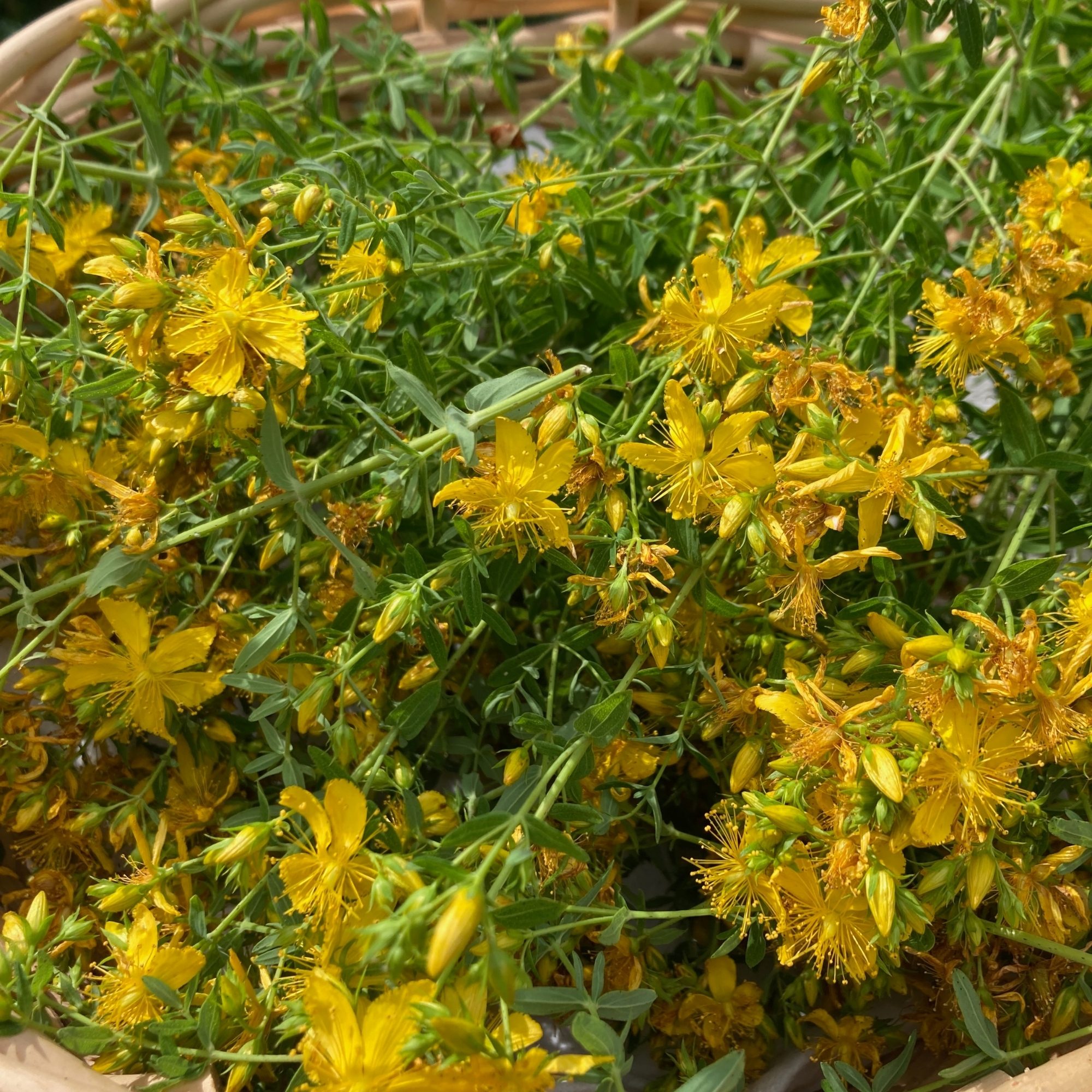 Fresh St. John's Wort flowering tops in a gathering basket