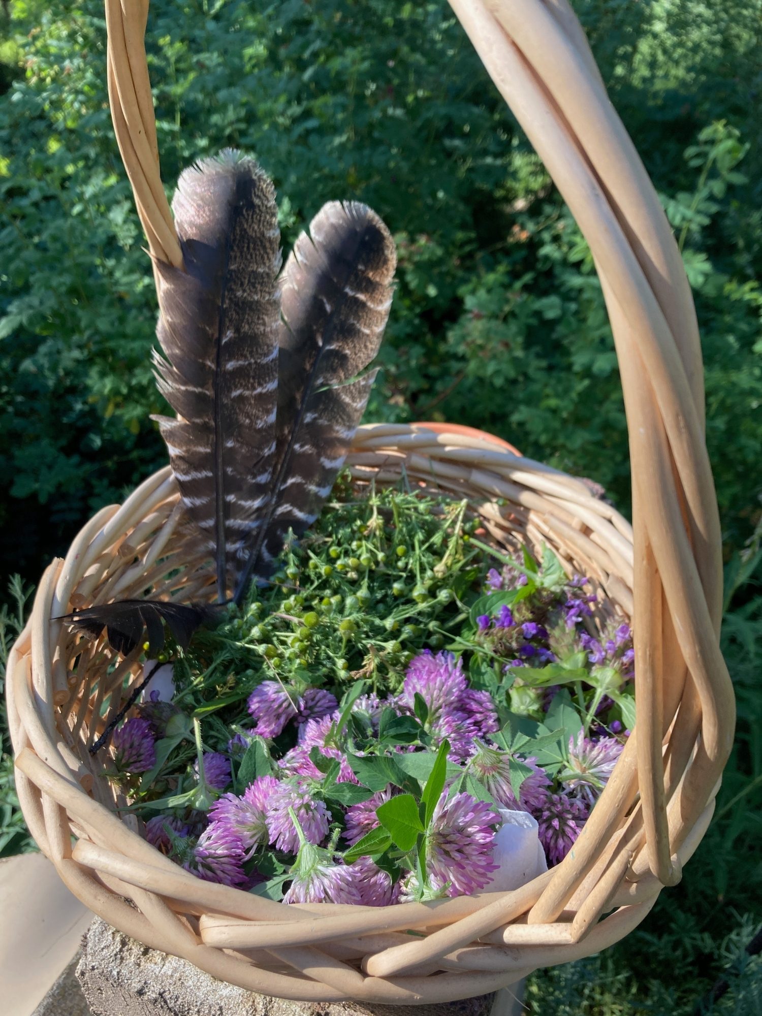 A gathering basket of red clover, self-heal, and wild chamomile, with two shed turkey feathers