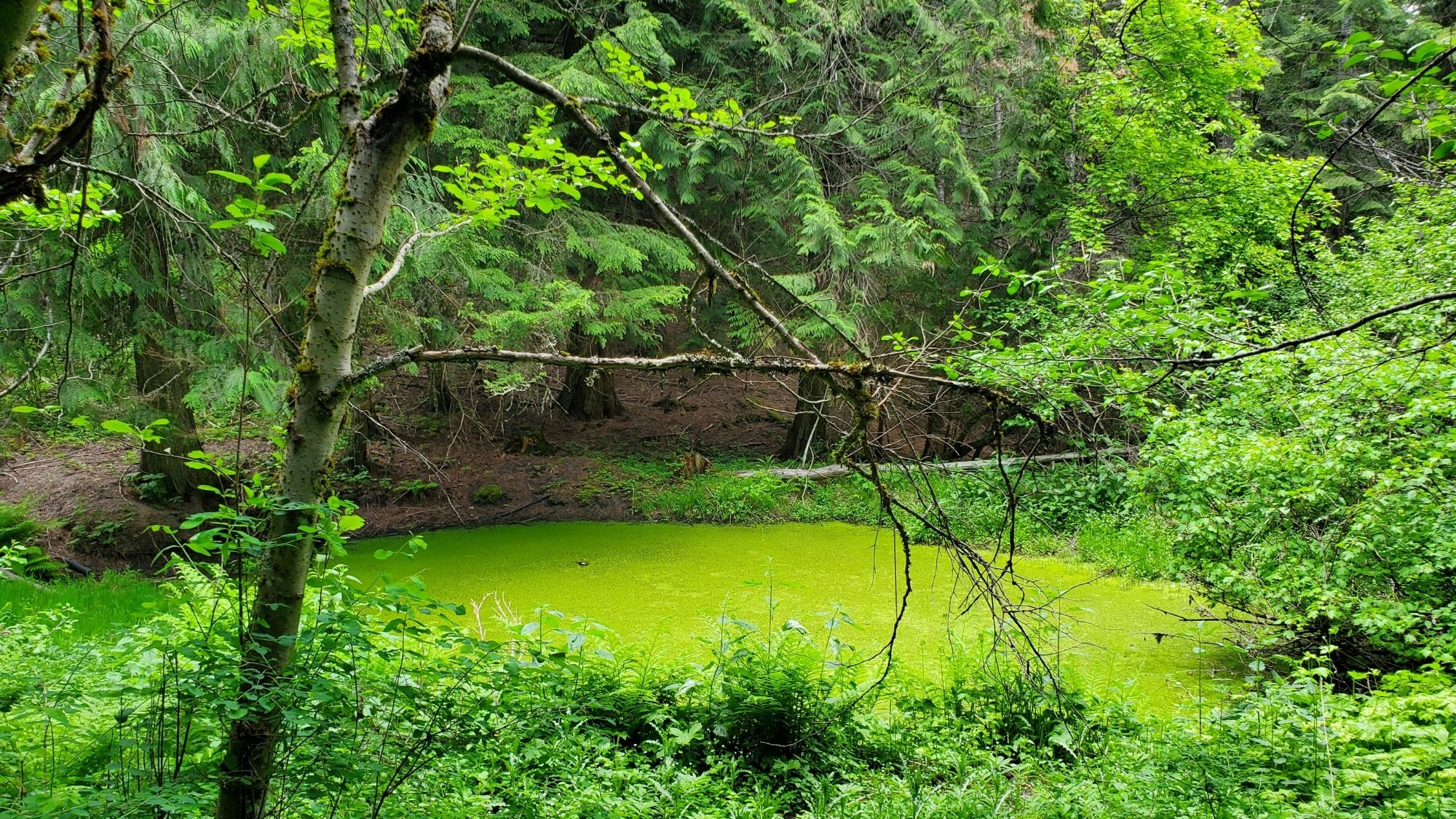 The Pond in its summer duckweed coat, ringed by conifers