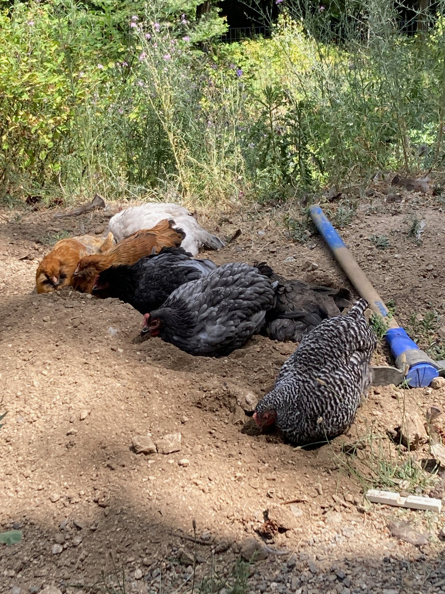 Dust baths, taken seriously