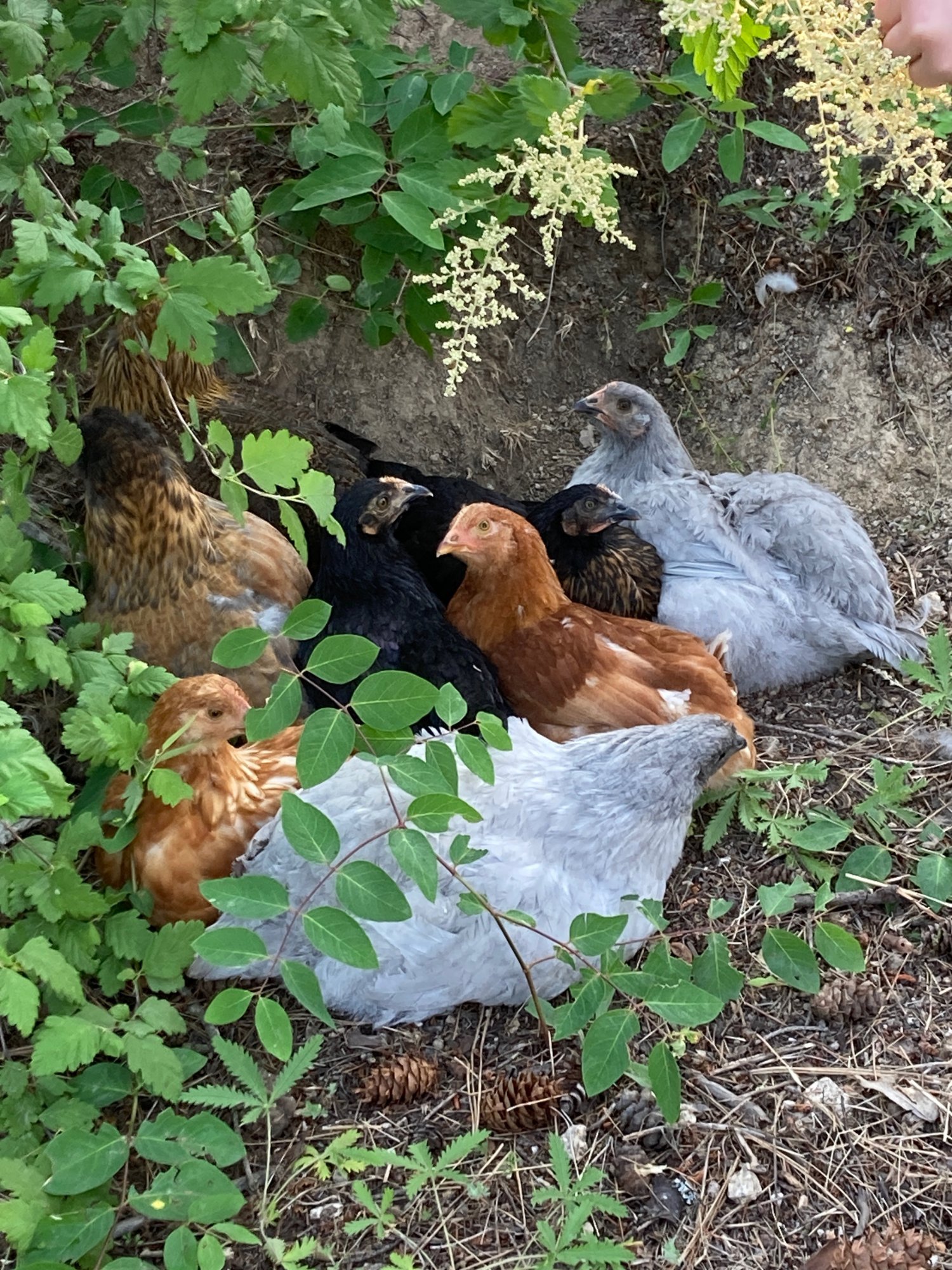 The flock in conference under the brush