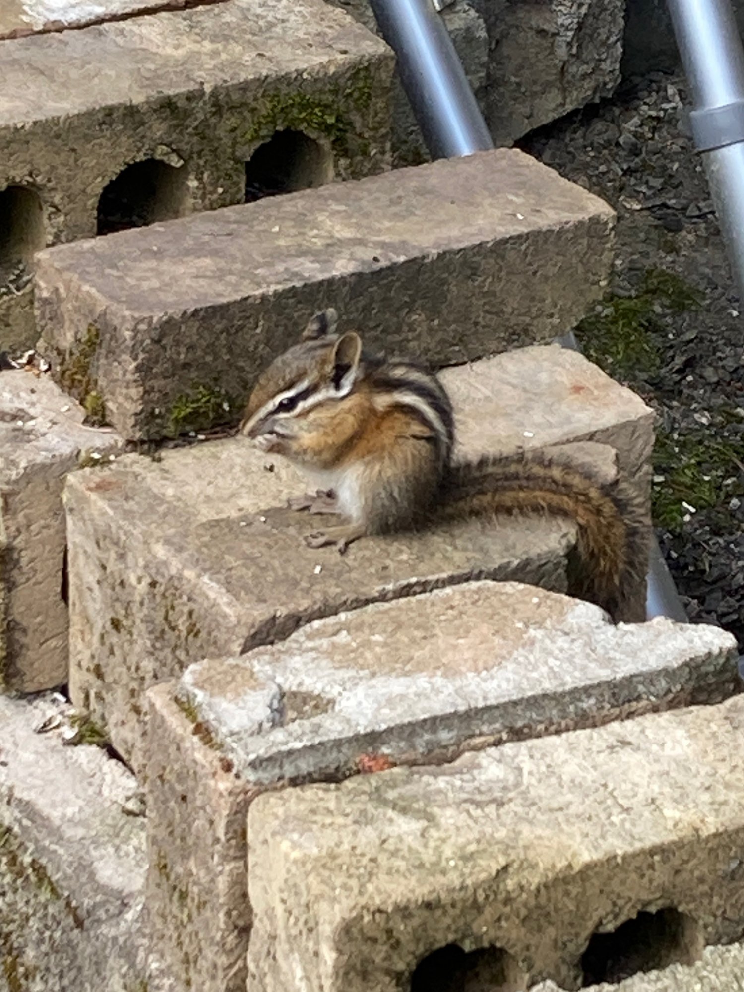 A chipmunk collecting its share