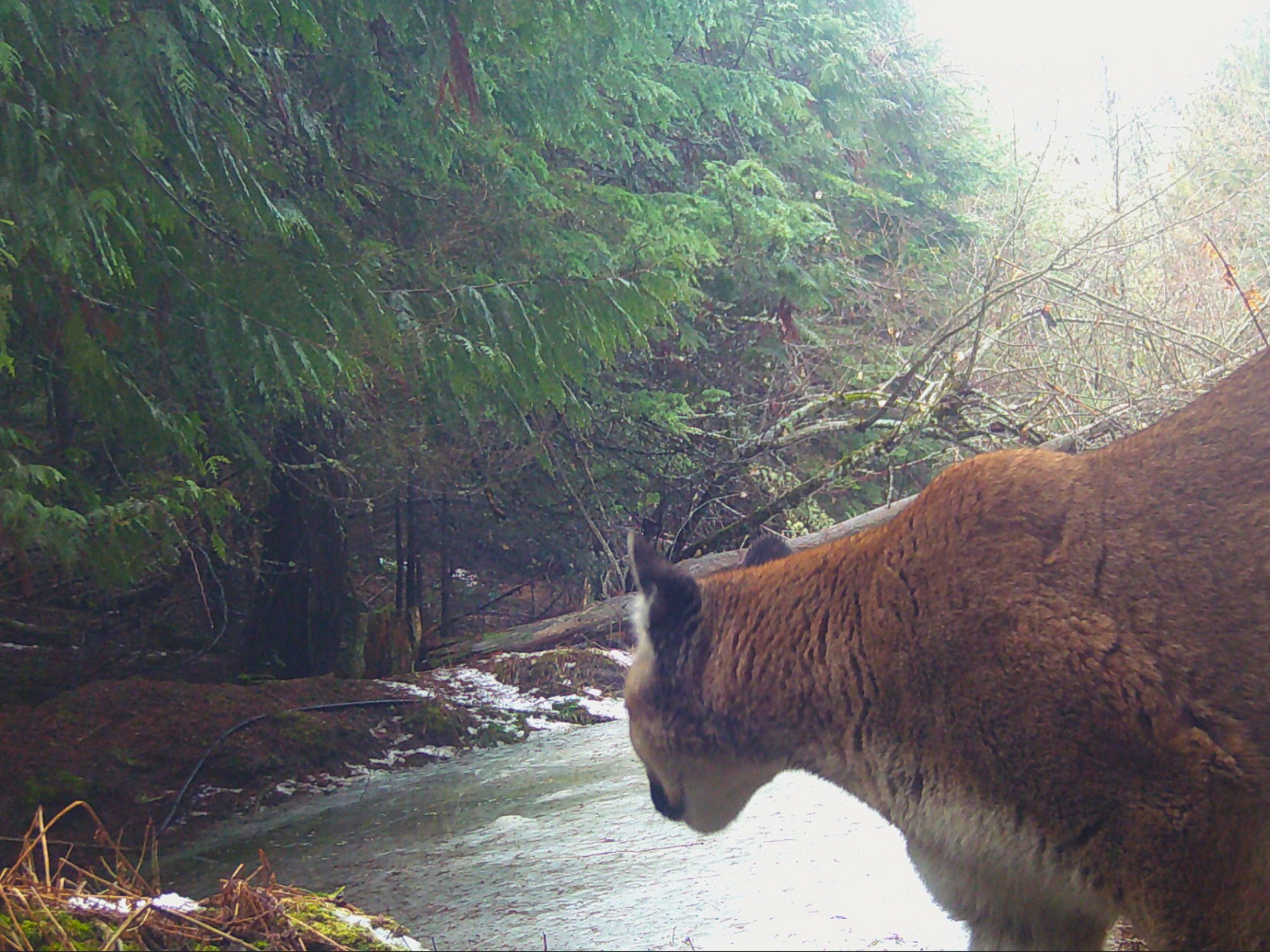 A cougar on the trail camera