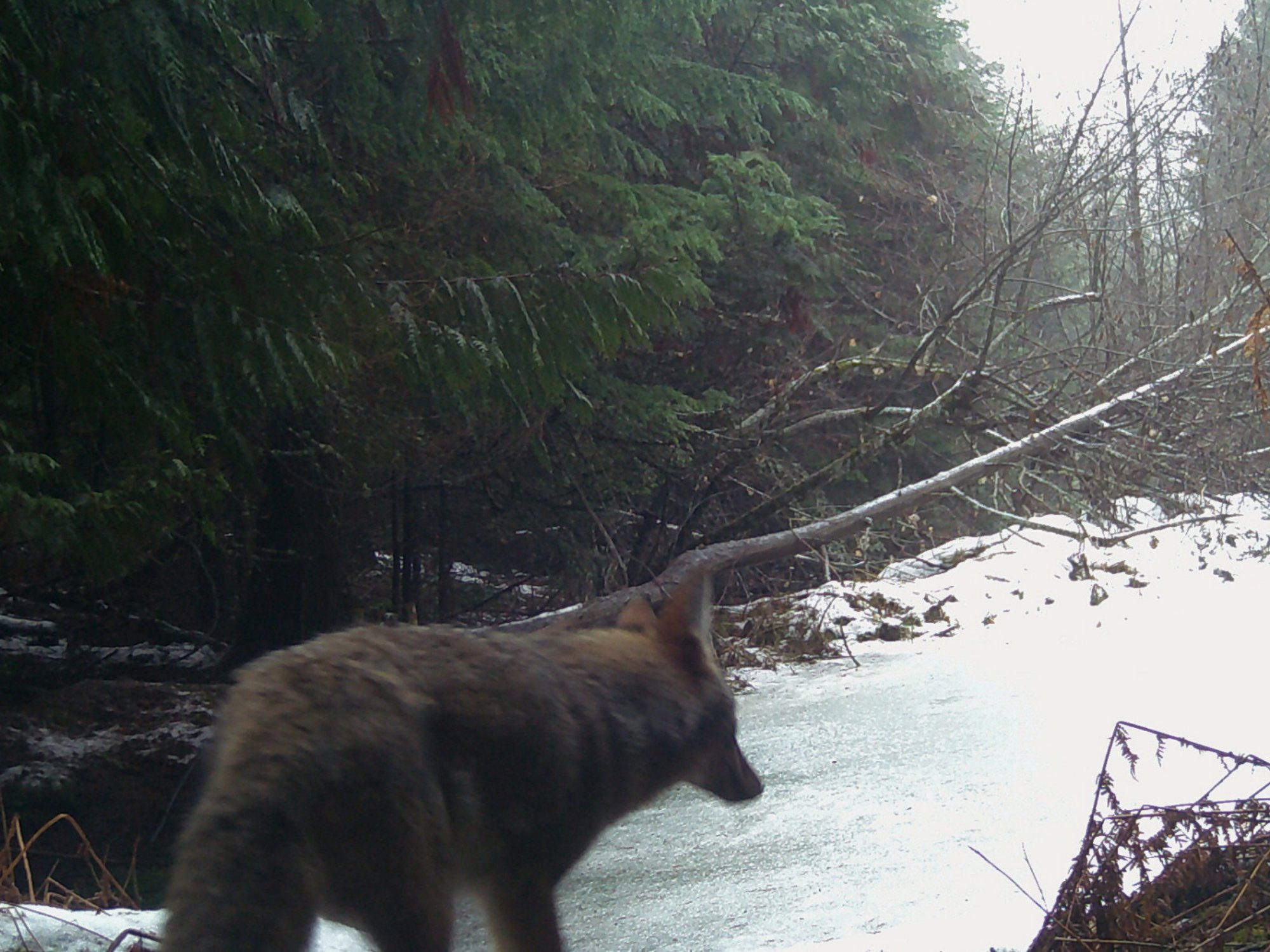 A coyote on the trail camera
