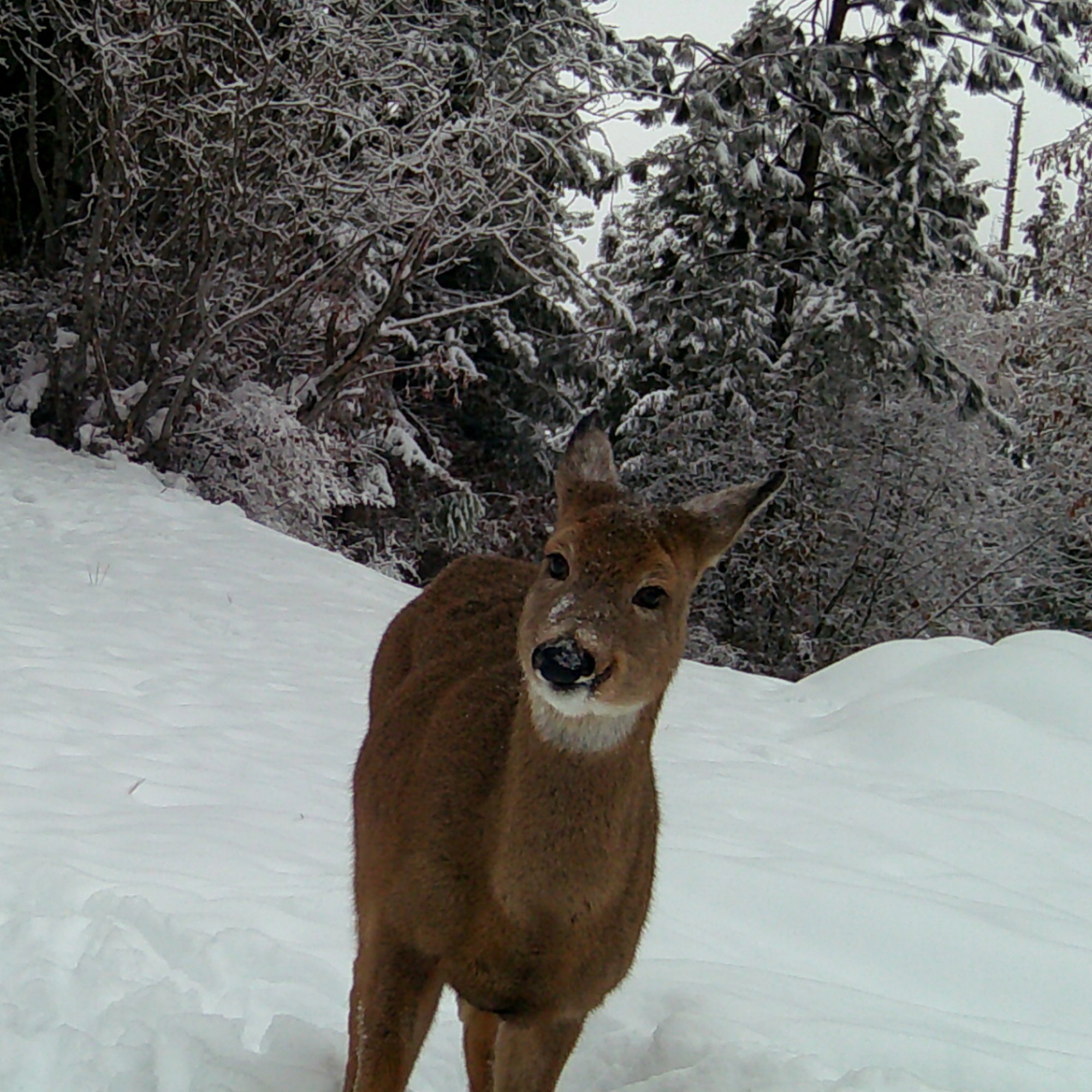 A deer at close range in the snow