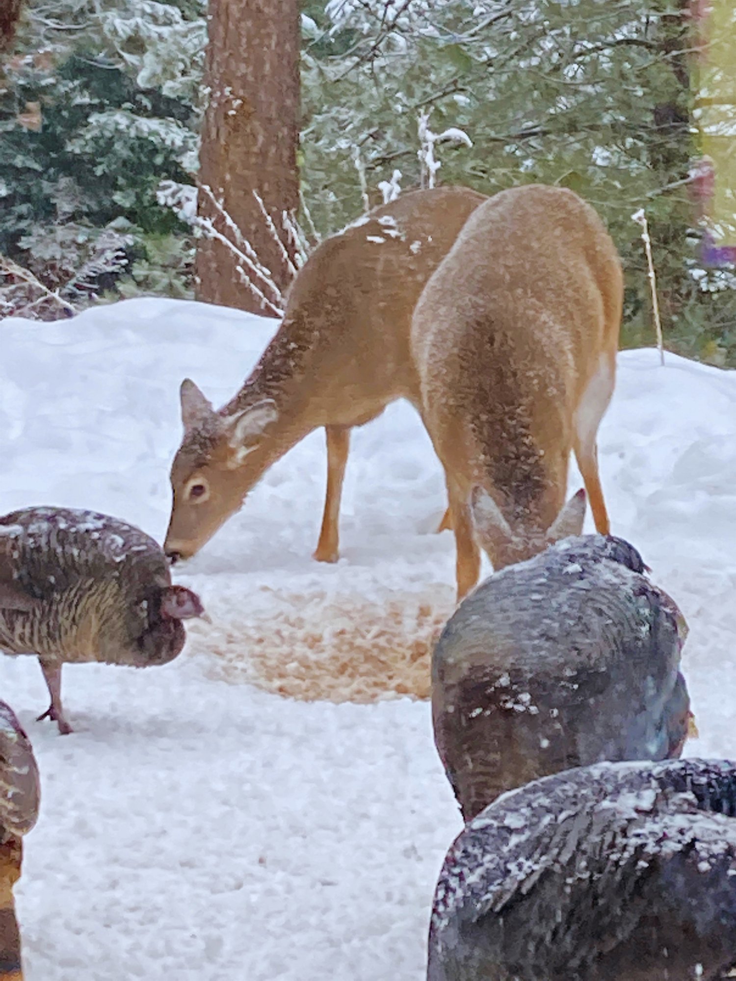 Deer and turkeys sharing a winter morning