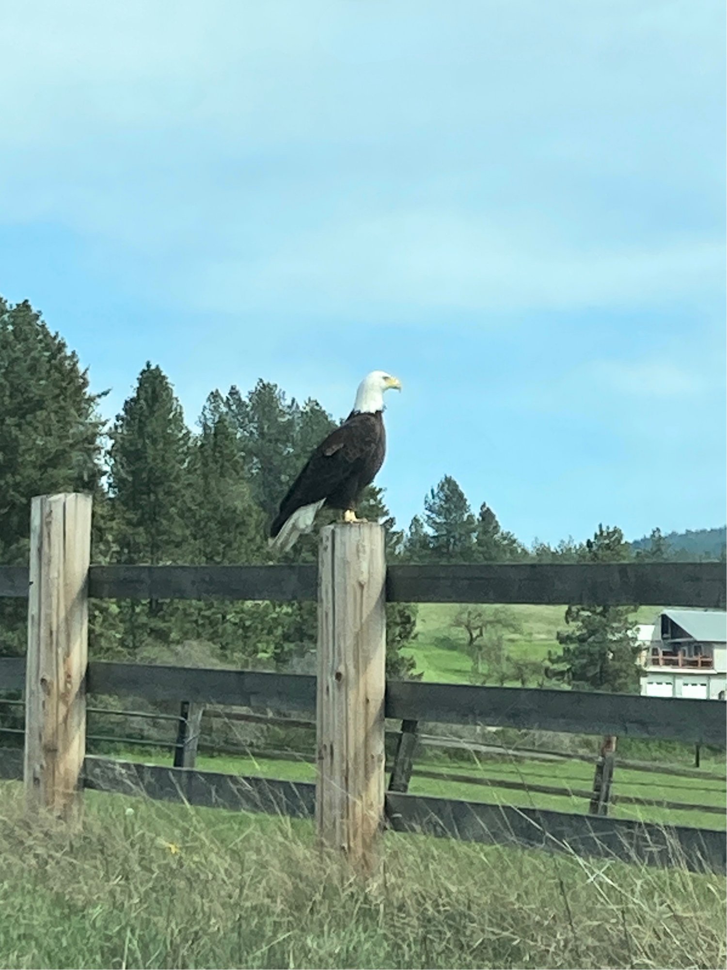 A bald eagle, honored at a distance