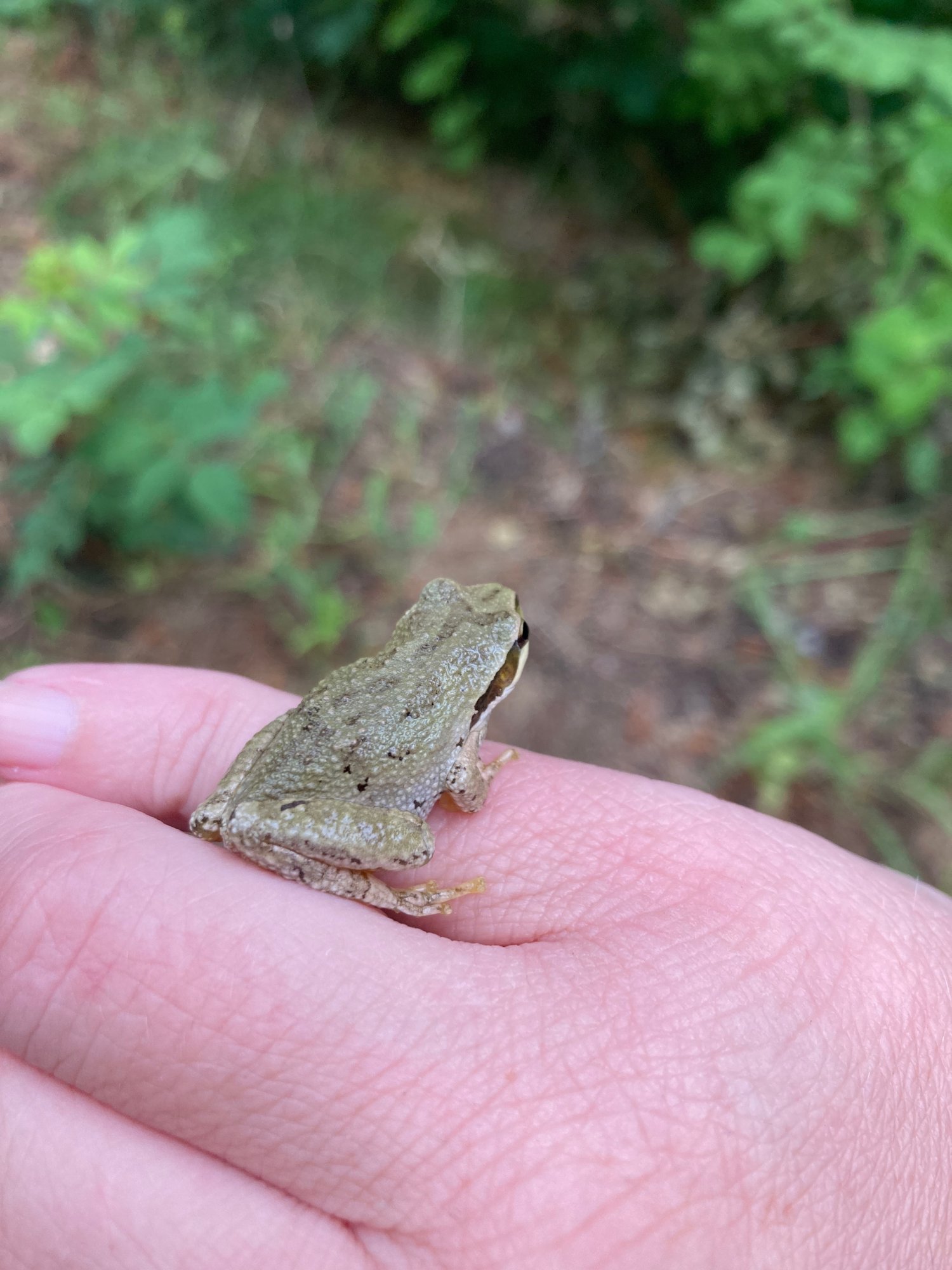 A Pacific tree frog, briefly held