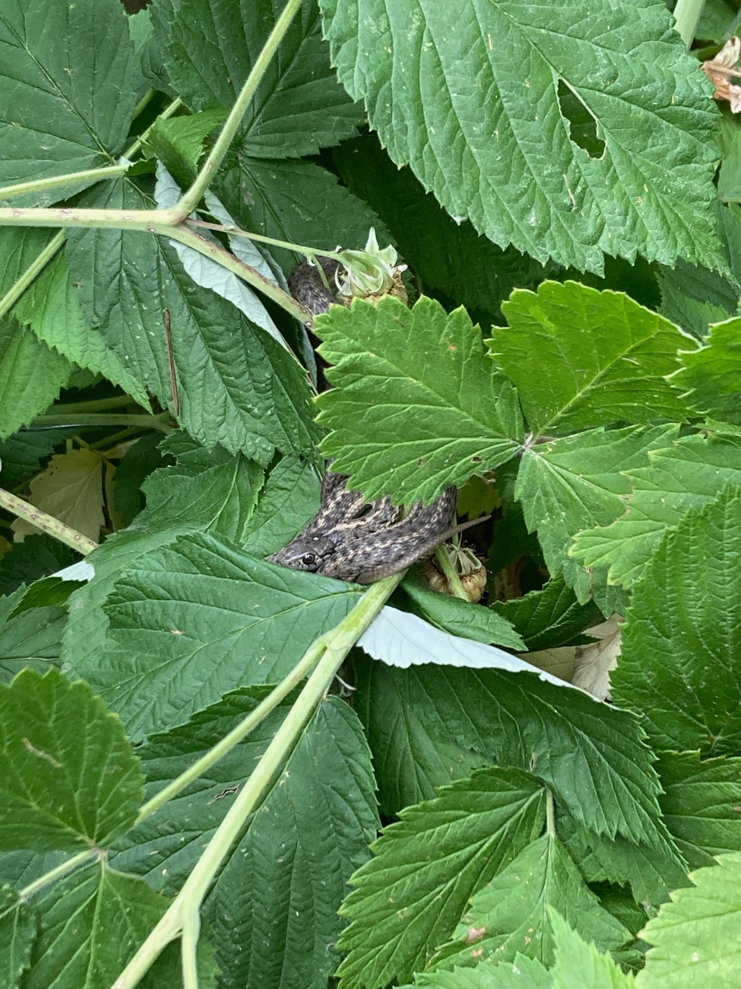A garter snake in the raspberries