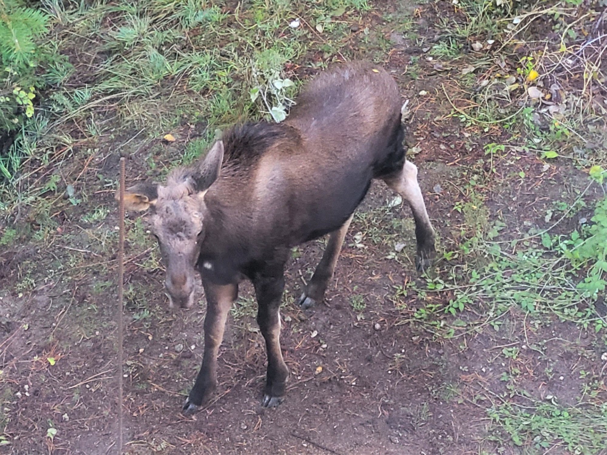 A young moose passing through