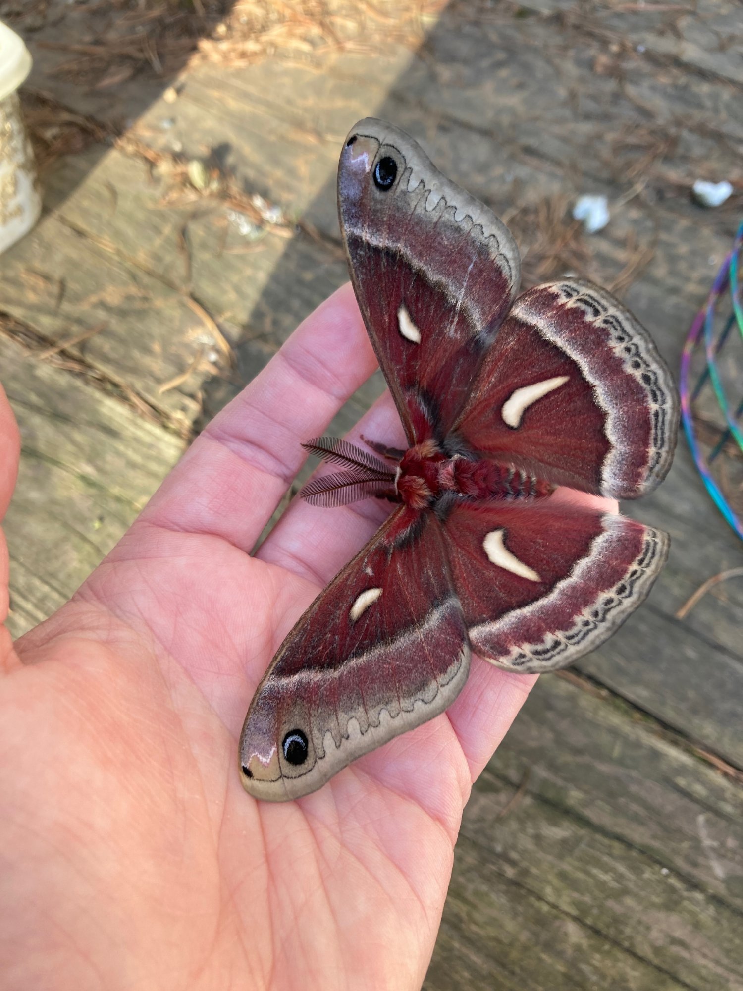 A silk moth resting on a keeper's hand
