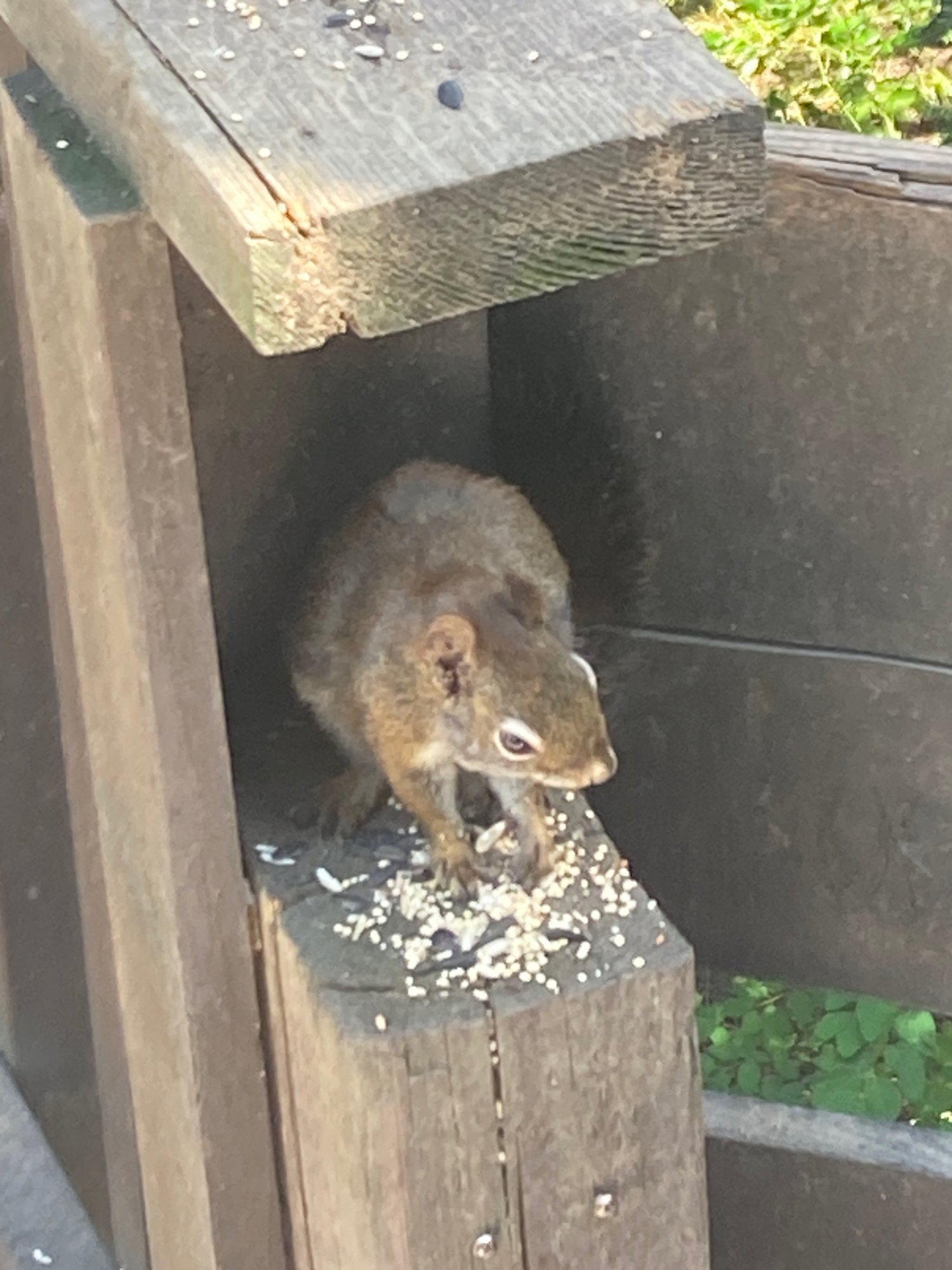 A squirrel collecting everything else