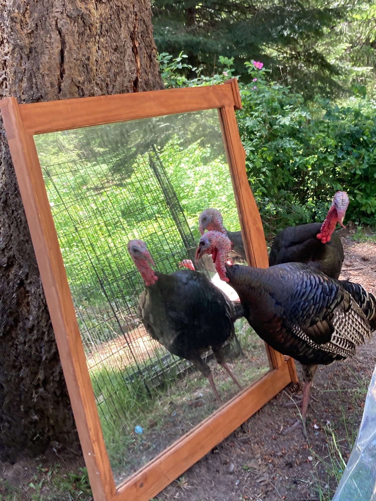 The turkey flock, meeting themselves